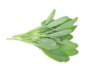 Sage herb isolated on white background