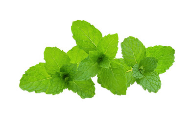 Mint leaves isolated on white background.