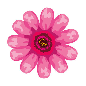 pink flower drawing design, natural floral nature plant ornament garden decoration and botany theme Vector illustration
