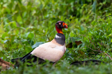 King vulture, Sarcoramphus papa, large bird found in Central and South America. Flying bird, forest...