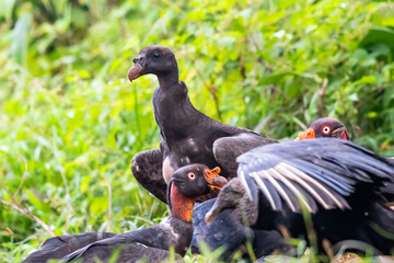 King vulture, Sarcoramphus papa, large bird found in Central and South America. Flying bird, forest in the background. Wildlife scene from tropic nature. Red head bird. Condor with open wing, Panama