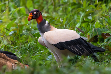 King vulture, Sarcoramphus papa, large bird found in Central and South America. Flying bird, forest in the background. Wildlife scene from tropic nature. Red head bird. Condor with open wing, Panama