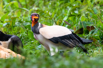 King vulture, Sarcoramphus papa, large bird found in Central and South America. Flying bird, forest in the background. Wildlife scene from tropic nature. Red head bird. Condor with open wing, Panama