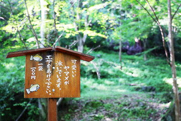 森の木々と看板