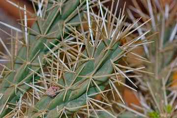 Naklejka na ściany i meble Round cactuses usually grow in Mexico desert field landscape or park garden. Round Mexico cactus with thorns .