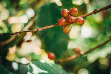 ripe coffee fruit on tree
