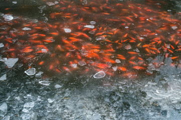 Koi fish swimming under a frozen surface of a pond in Japanese garden