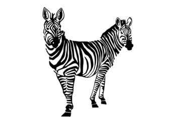 Fototapeta na wymiar Siamese twins zebra on white background,vector illustration