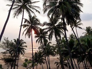 Fototapeta na wymiar silhouette of palm trees, sunset on the beach, Indian Ocean beach sunset in the goa, Goa beach. 