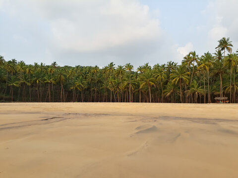 Cabo De Rama beach, Goa beach,  palm trees on the beach, Indian Ocean beach in goa, beach palm tree.