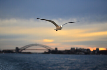 Fototapeta na wymiar Seagull with Sydney Harbor bridge in background 