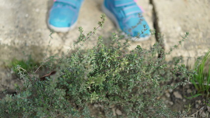 walking in the garden