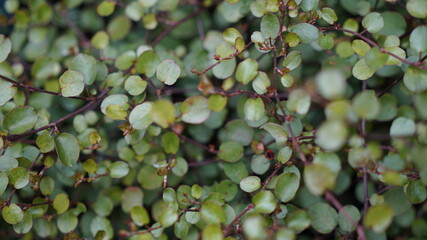 green leaves background