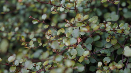 green leaves background