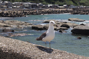 漁師町とウミネコ