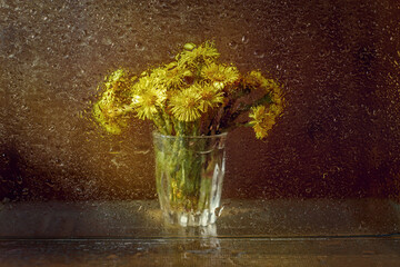 Tussilago bouquet in glass. Photo taken on helios manual lens