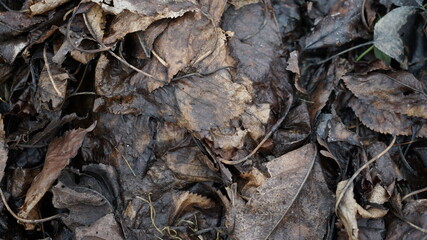 close up of  wet dried leaves