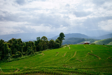 Fototapeta na wymiar rice terrace landscape