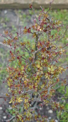 red and green rose leaves in garden