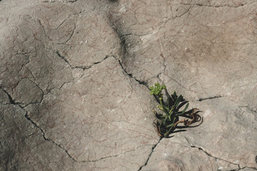 seashore, detail, abstract, wallpaper,