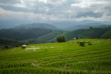 rice terraces in the mountains