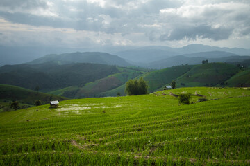Fototapeta premium rice terraces in the mountains