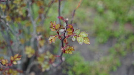 red and green rose leaves in garden