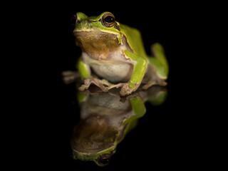Ein Laubfrosch spiegelt sich auf schwarzem Untergrund in der Seitenansicht