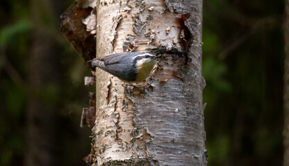 Nuthatch
