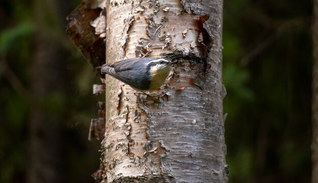 Nuthatch