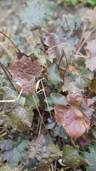 autumn leaves in the garden
