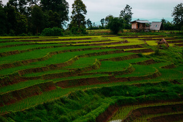 rice terraces in Thailand