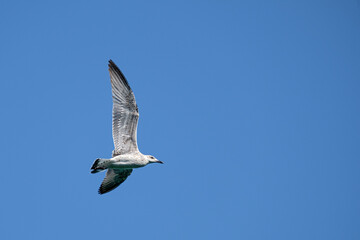 Seagull on Croatian coast, Krk island, Croatia