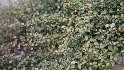 green leaves background