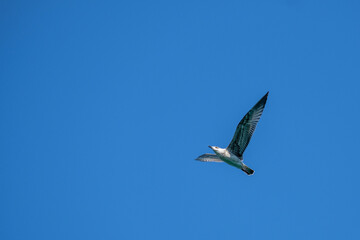 Seagull on Croatian coast, Krk island, Croatia