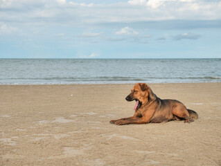 sleepy brown dog yawn and lie down on beach with white sand and water on sky backgroumd