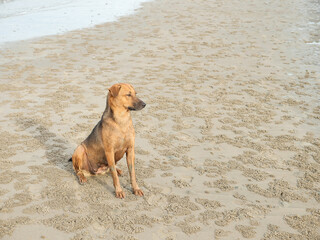 brown dog sit on beach looking to right side with white sand and water
