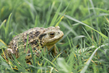 Common toad or European toad repose in green grass . Face portrait of large amphibian in the nature habitat