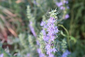 violet flower closeup