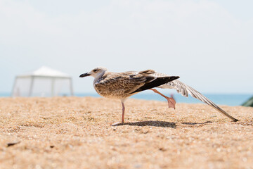 Seagull on the beach doing exercises.