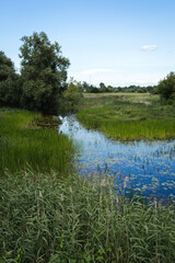 narrow river in a rural area, completely overgrown with water grass, in the foreground a water area full of water rose leaves