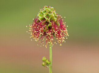 Flower head of Garden burnet or salad burnet, Sanguisorba minor