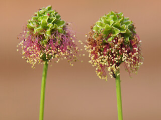Flowers of Garden burnet or salad burnet, Sanguisorba minor
