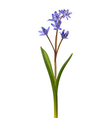 Blue flower of Alpine squill or two-leaf squill isolated on white, Scilla bifolia
 - obrazy, fototapety, plakaty