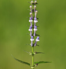 White purple flowers of Showy Skullcap. Scutellaria serrata

