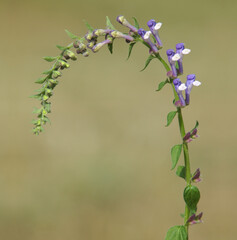 Blooming plant of Showy Skullcap with white purple flowers. Scutellaria serrata