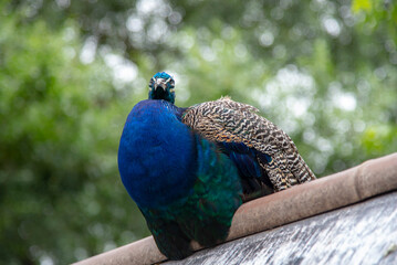 A peacock sits on a roof against a background of green trees.