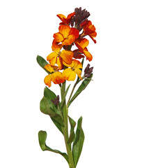 Yellow red flower of Wallflower isolated on white, Erysimum cheiri