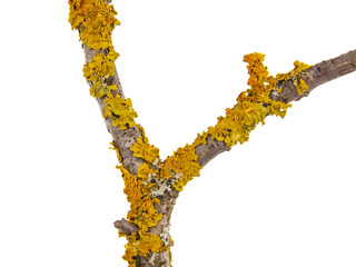 Obraz premium Yellow orange lichen, Xanthoria parietina, growing on a tree branch, isolated on white