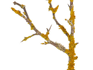 Yellow orange lichen, Xanthoria parietina, growing on a tree branch, isolated on white